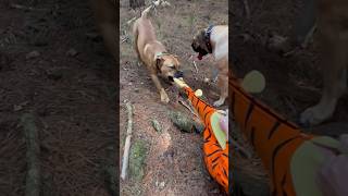 Boerboel vs Tiger [upl. by Yve]