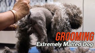 Grooming an EXTREMELY matted dog [upl. by Durkee906]