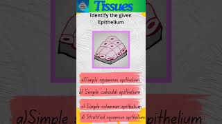 Tissues Part 20  Animal Tissues  Epithelial tissue  Epithelium shorts [upl. by Reiche]