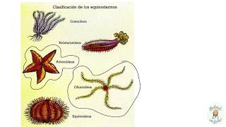 Los equinodermos Características generales [upl. by Fabri]