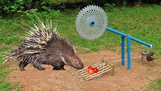 EASY PORCUPINE TRAP Creative DIY Porcupine Trap Using Cutter With PVCr Work 100 [upl. by Renner]