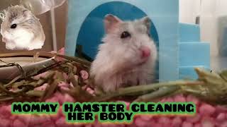 how mommy hamster cleaning her body hamster pet petlover [upl. by Krantz862]