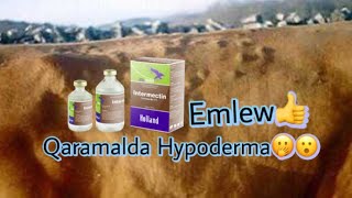 Qaramal GipodermoziQaraqalpaqVeterinarHypoderma bovis [upl. by Raab]