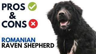 Romanian Raven Shepherd Pros and Cons  Ciobănesc Românesc Corb Andaluz Advantages and Disadvantages [upl. by Areem]