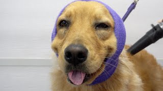 The happiest dog in the world smiles her entire groom [upl. by Anilas149]