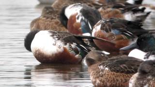 The sensational shoveler duck  WWT Slimbridge [upl. by Heigho]