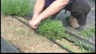 A Guide to Lavender  Pruning Lavender [upl. by Rickard]