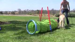 Labrador Retriever Agility Training Confidence Building for Fearful Dogs [upl. by Orton19]