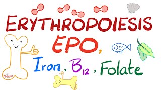 Erythropoiesis EPO Iron Vitamin B12 and Folate  Physiology Series [upl. by Ulphiah273]