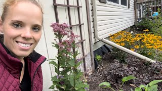 Transplanting Perennials Joe Pye Weed Heliopsis amp A Peony  Simply Bloom [upl. by Acisset39]