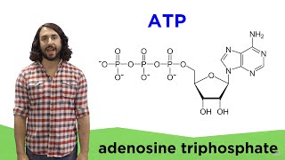 Metabolism and ATP [upl. by Lorene]