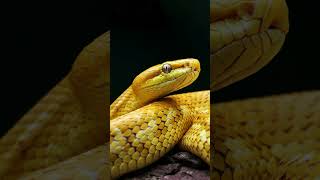 Yellow Snake Dream Meaning shorts snake snakevideo mrajalastories [upl. by Erreip]