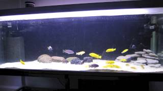 Cynotilapia afra Jalo Reef [upl. by Yeltsew943]