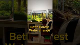 Betta Forest water change aquarium aquascaping fishtank fish fishkeeping [upl. by Neural]