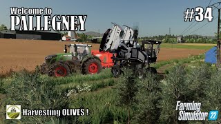 Harvesting OLIVES  34 PALLEGNEY  FS22  PlayStation 5 [upl. by Donelle]