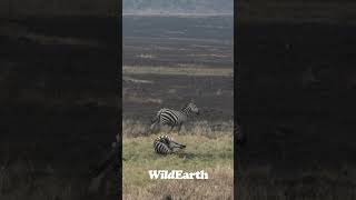 Lions successfully hunt a zebra Disclaimer Not for sensitive viewers wildearth lions hunt [upl. by Winters275]