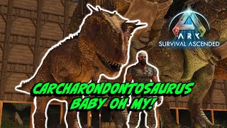 ARK Survival Ascended The Island  Episode 48 Base Expansion amp 1st Carcharodontosaurus BABY [upl. by Fariss]