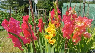 How to grow Gladiolus  Gladioli in UK and USDA 8 easy to grow colourful and great for pollinators [upl. by Saudra]