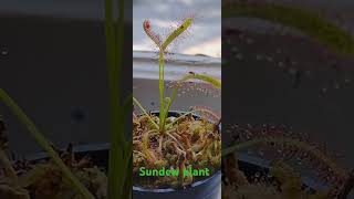 Sundew plant catching a fruit fly [upl. by Intyre]