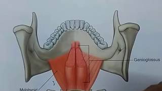 Gross  mylohyoid [upl. by Paget526]