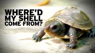 How Turtle Shells Evolved [upl. by Hurff]