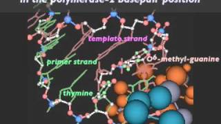 Mutagenic Replication of O6methylguanine Lesion [upl. by Avon]