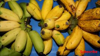 Latundan Banana Facts and Health Benefits  My Harvest [upl. by Euqnimod91]