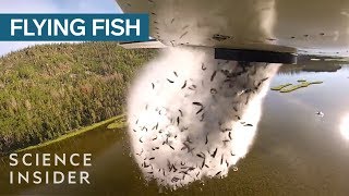 Why Utah Drops Fish Out Of Airplanes Into Their Mountain Lakes [upl. by Whitney]