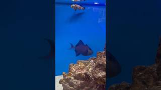 Niger Triggerfish Is Reef Safe triggerfish [upl. by Goran924]