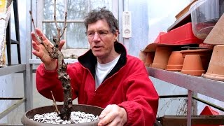 Horse Chestnut Bonsai March 2016 [upl. by Hanid]