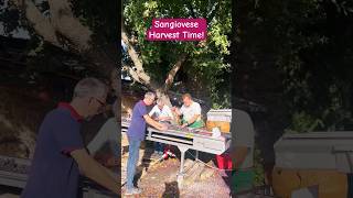 Beautiful Tuscany Montalcino Harvest Time italy travel wine tuscany celebrity [upl. by Etnemelc]