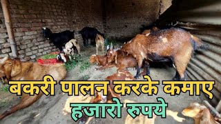 bakri palan kaise kare10bakri palan ke business se kamay hazaro how to earn money by goat farming [upl. by Nawiat]