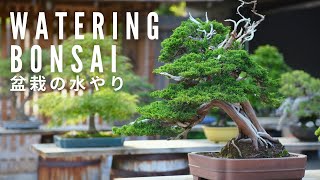 How to Water Your Bonsai Part One  BonsaiU [upl. by Yretsym]