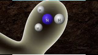 BIOLOGICAL NITROGEN FIXATION [upl. by Gabriellia]