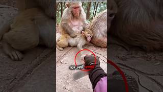 Mother monkey and baby monkey loveshortvideo [upl. by Pierce319]