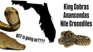 EXPOSING The TRUTH About Florida’s “Newest” Invasives Nile Crocs Anacondas amp more [upl. by Nimref341]