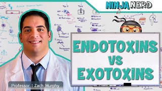 Endotoxins vs Exotoxins [upl. by Readus356]