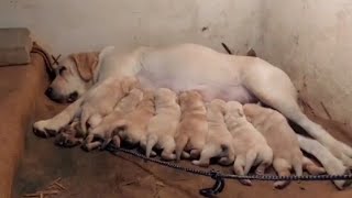 BOB line labrador puppies available for sale labrador dogs breeding dogsales [upl. by Bat623]