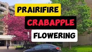 PRAIRIEFIRE CRABAPPLE TREE FLOWERING  SPRING2024 [upl. by Faubion]