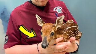 Tiny Deer Fawn Falls from Roof and Gets Rescued by a Caring Family [upl. by Azenav128]