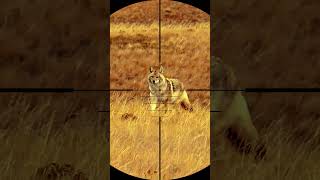 Coyote hunting with sniper rifle wildlife coyote coyotehunt shorts snipers huntingvideos [upl. by Akim]