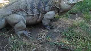 Only Voice Trained Giant Iguana in the World [upl. by Papert]