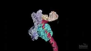 DNA Transcription Advanced Detail  HHMI BioInteractive Video [upl. by Studley]