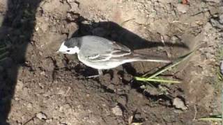 Motacilla alba White Wagtail baltoji kielė [upl. by Fillander388]