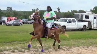 Classy Tennessee Walking Horse of Laid Back Stables at Gum Springs Event Park [upl. by Klapp]