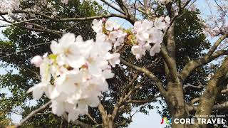 Cherry Blossom in Jeju Island 2019 [upl. by Bradley]