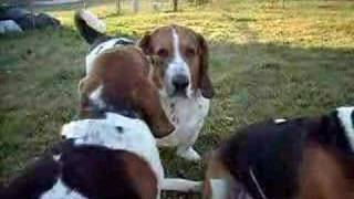 Bassets Hound Barking [upl. by Eenolem]