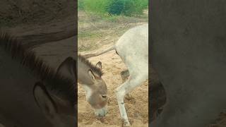 gadi tata de thy donkeys yoitubeshorts [upl. by Arodal363]