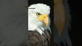 Life cycle of Eagle  Facts about eagle infofides hindifacts facts amazing [upl. by Ginsberg]