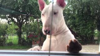 Funny English Bull Terrier Puppy Jumping [upl. by Atsylak]